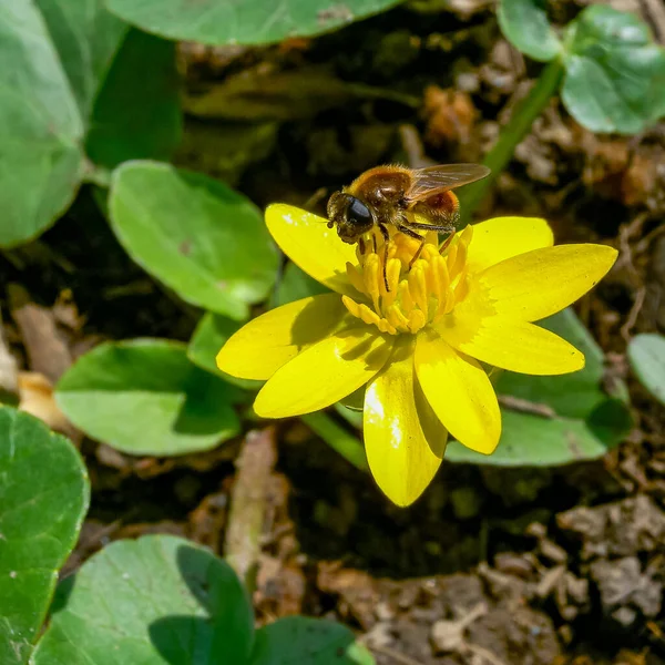 Çiçekler Üzerindeki Böcekler Daha Celandine Veya Pilewort Ficaria Verna Ranunculus — Stok fotoğraf