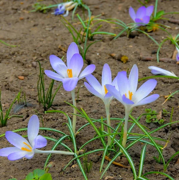 Jasne Purpurowe Kwiaty Rzadkiego Krokusa Roślinnego Wiosną Ogrodzie — Zdjęcie stockowe