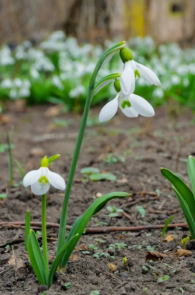 stock image Snowdrops, rare and endangered plants of the south of Ukraine