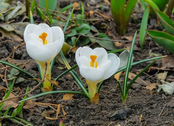 Plante Jardin Floraison Précoce Crocus Aux Fleurs Blanches — Photo