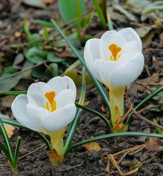 Рано Цветущее Садовое Растение Крокус Белыми Цветами — стоковое фото