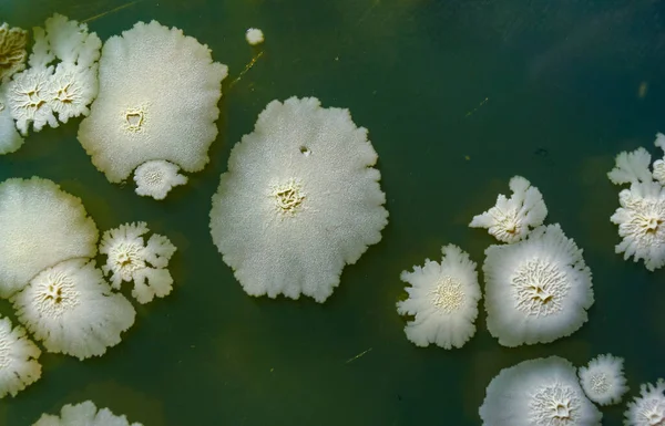 페트리 접시에서 미생물을 연구하는 박테리아의 콜로니 — 스톡 사진