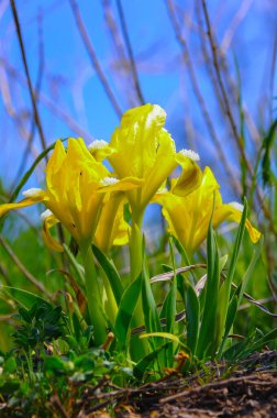 Sarı çiçekler, nesli tükenmekte olan bozkır bitkisi pigme iris ya da cüce iris (Iris pumila), Ukrayna 'nın Kırmızı Kitabı