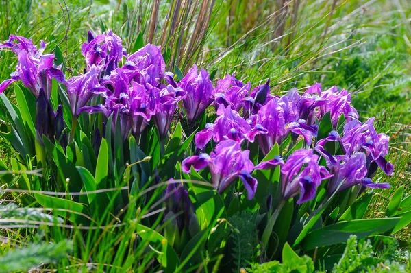 Flores Roxas Estepe Ameaçada Planta Íris Pigmeu Íris Anã Iris — Fotografia de Stock