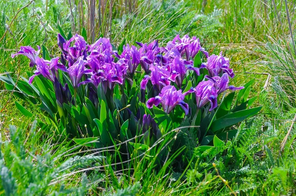 Фиолетовые Цветы Исчезающие Степные Растения Карликовая Радужная Оболочка Глаза Карликовая — стоковое фото