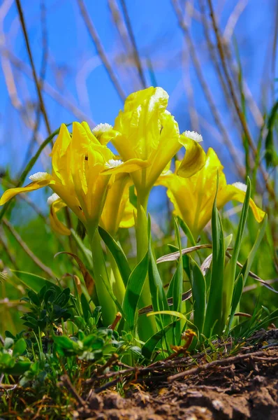 Gele Bloemen Bedreigde Steppe Plant Pygmee Iris Dwerg Iris Iris — Stockfoto