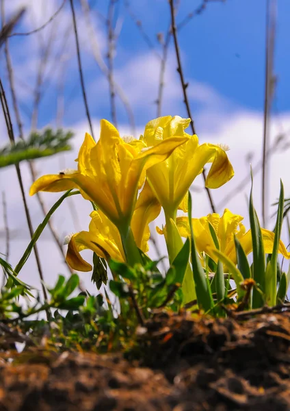 Yellow flowers, Endangered steppe plant pygmy iris or dwarf iris (Iris pumila), Red Book of Ukraine