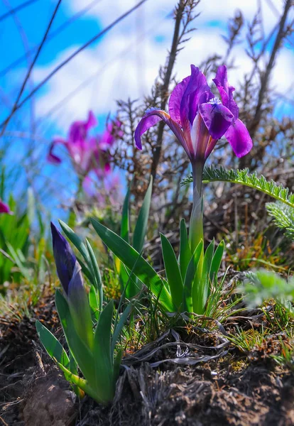 Mor çiçekler, nesli tükenmekte olan bozkır bitkisi pigme iris veya cüce iris (Iris pumila), Ukrayna 'nın Kırmızı Kitabı