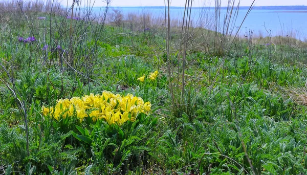 Flores Amarillas Planta Peligro Estepa Iris Pigmeo Iris Enano Iris —  Fotos de Stock