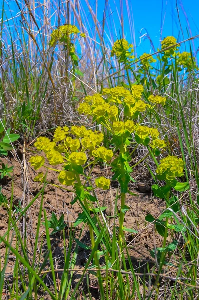 Leafy Spurge Euphorbia Nicaeensis Een Wilde Giftige Plant Aan Oevers — Stockfoto