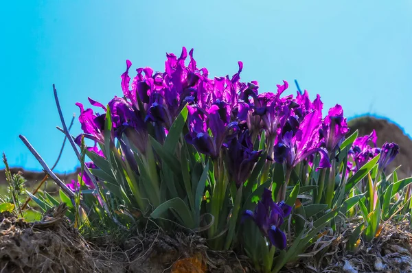 紫の花 絶滅の危機に瀕した草原植物ピグミー虹彩や小人虹彩 アイリス ポミラ ウクライナのレッドブック — ストック写真