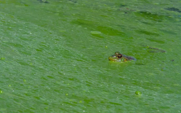 緑の湖の水に緑の湖のカエル 青緑の藻類で咲く水 Microcystists Lake Yalpug Ukraine — ストック写真