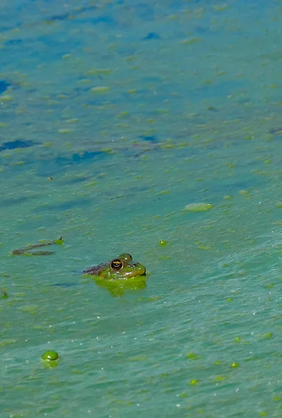 Zelená Jezerní Žába Zelené Jezerní Vodě Voda Kvetoucí Modrozelenými Řasami — Stock fotografie