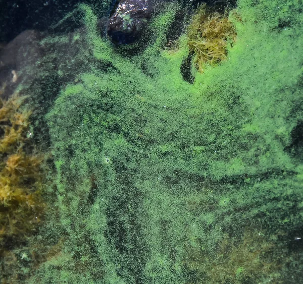 Синьо Зелені Водорості Microcystis Aeruginosa Розквітають Озері Ялпуг Україна — стокове фото
