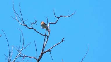 Genel Redstart (Phoenicurus phoenicurus), ya da genellikle basitçe Redstart