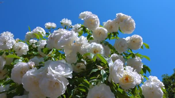 Kwiaty Białego Wspinaczki Róża Przeciw Błękitnemu Niebu — Wideo stockowe