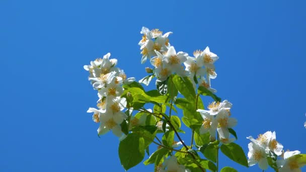 青い空に緑の葉を持つ枝に白いジャスミンの花 — ストック動画