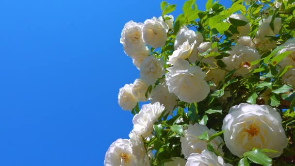 Flores Una Rosa Trepadora Blanca Contra Cielo Azul — Vídeo de stock