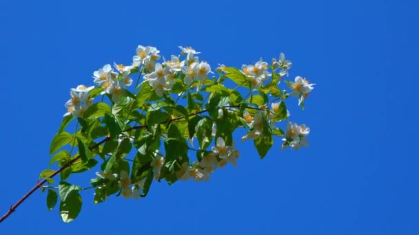 Białe Kwiaty Jaśminu Gałęzi Zielonymi Liśćmi Tle Błękitnego Nieba — Wideo stockowe