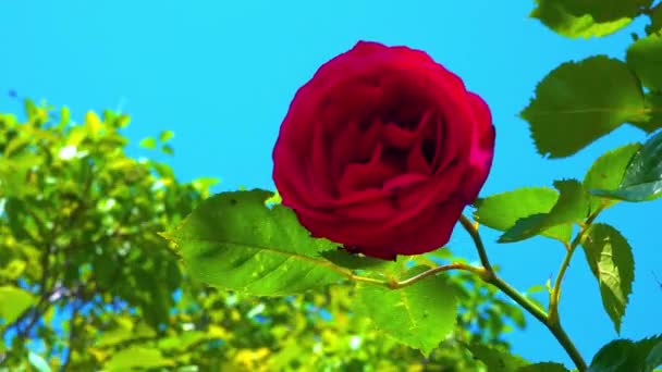 Červená Dvojitá Růže Květina Proti Modré Obloze — Stock video