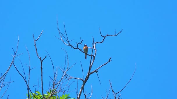 Commun Redstart Phoenicurus Phoenicurus Souvent Simplement Redstart — Video