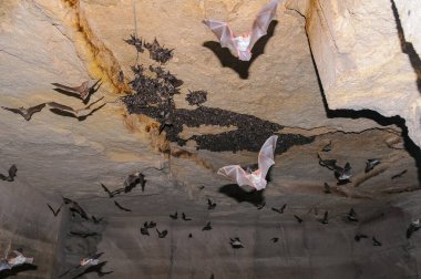 Gündüz vakti Doğu Suç 'un yeraltı mezarlarında dinlenen büyük bir yarasa kolonisi.