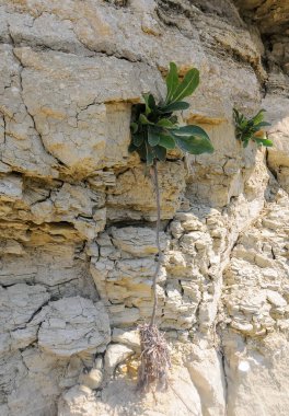 Bitki Kırım 'daki kayalıklarda yetişiyor.