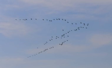 Göçmen bir kuş sürüsü gökyüzünde uçuyor, Kırım.