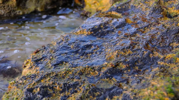 Скелястий Берег Скелі Вкриті Слизьким Шаром Синьо Зелених Діатомових Водоростей — стокове фото