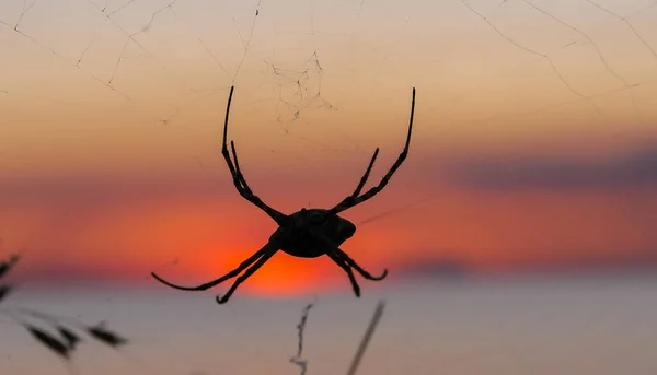 Dev Örümcek Argiope Lobata Araneidae Kırım Doğusunda Gün Batımına Karşı — Stok fotoğraf