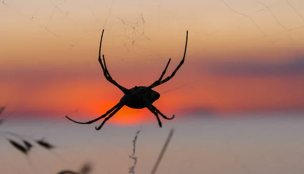 Obrovský Pavouk Argiope Lobata Araneidae Ženské Pavouky Pavučině Proti Západu — Stock fotografie