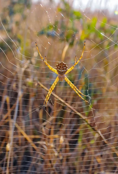 Enorme Spin Argiope Lobata Araneidae Een Web Krimea — Stockfoto