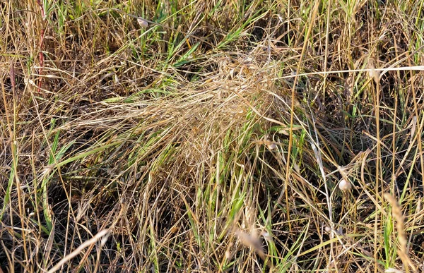 Europese Zwarte Weduwe Latrodectus Tredecimguttatus Een Spinnennest Het Gras Het — Stockfoto