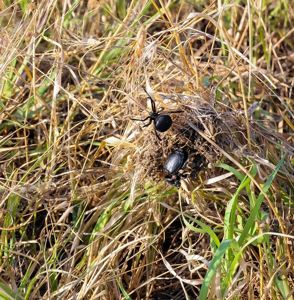 European Black Widow Latrodectus Tredecimguttatus Female Spider Her Nest Killed — Stock Photo, Image