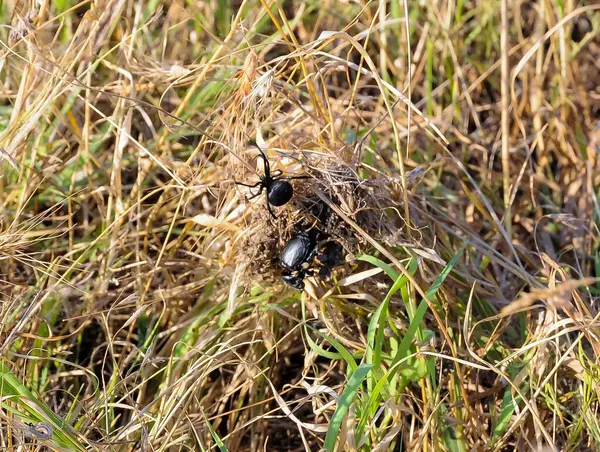 Evropská Černá Vdova Latrodectus Tredecimguttatus Samice Pavouka Hnízdě Zabitým Hmyzem — Stock fotografie