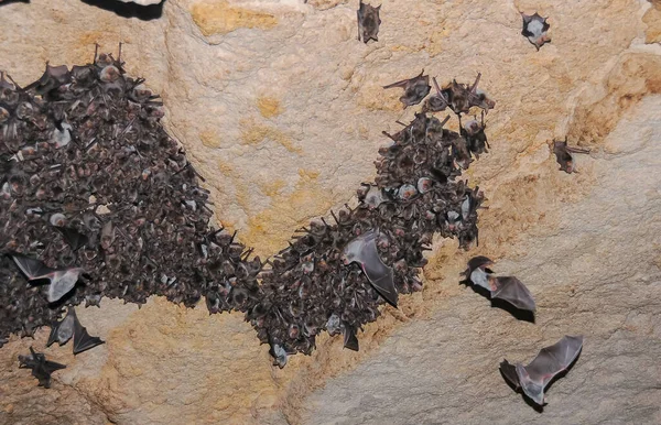 A large colony of bats resting during the day in the catacombs of eastern Crime