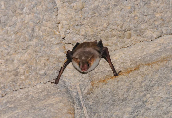 Pipistrello Riposa Capovolto Durante Giorno Nelle Catacombe Della Crimea Orientale — Foto Stock