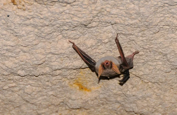Pipistrello Riposa Capovolto Durante Giorno Nelle Catacombe Della Crimea Orientale — Foto Stock