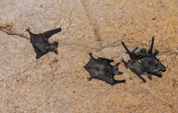 Una Colonia Pipistrelli Appoggiati Sul Soffitto Nelle Catacombe Della Crimea — Foto Stock