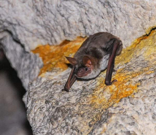 stock image A bat rests upside down during the day in the catacombs of eastern Crimea