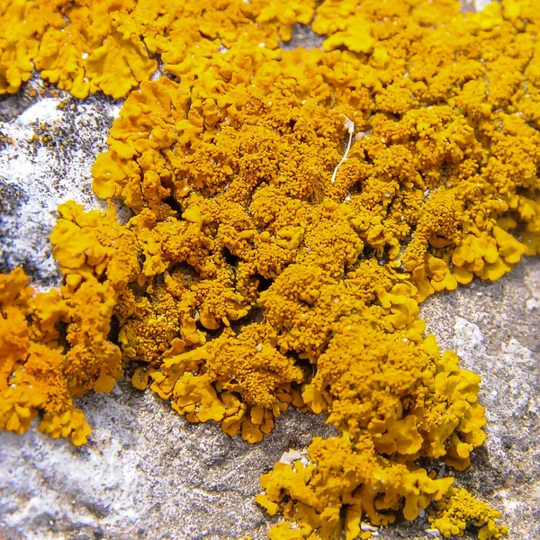 Los Líquenes Amarillos Grises Sobre Las Rocas Costeras Las Piedras — Foto de Stock