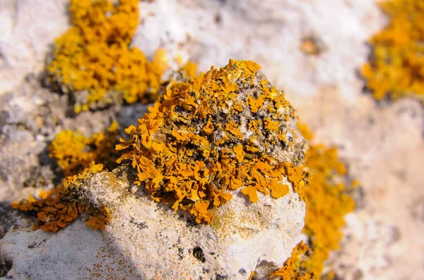 クリミア東部の海岸沿いの岩や石に黄色と灰色の地衣類 — ストック写真