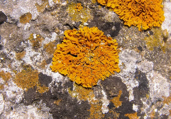 Желтые Серые Лишайники Прибрежных Породах Камнях Восточном Крыму — стоковое фото