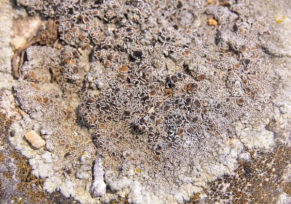 Yellow Gray Lichens Coastal Rocks Stones Eastern Crimea — Stock Photo, Image
