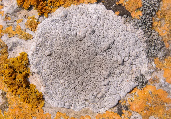 Yellow Gray Lichens Coastal Rocks Stones Eastern Crimea — Stock Photo, Image