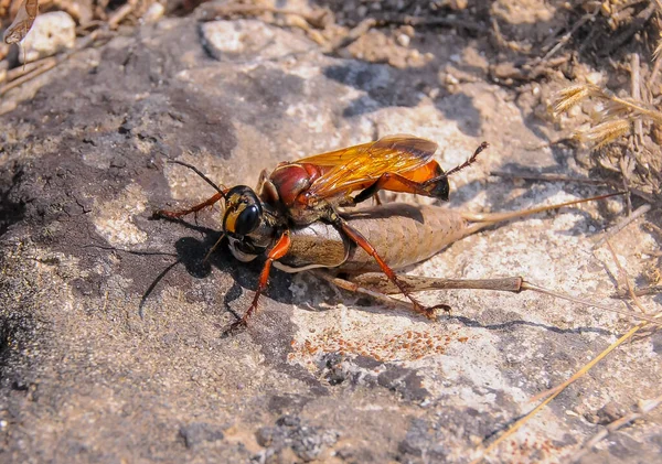 Büyük Altın Kazıcı Sphex Ichneumoneus Bir Eşek Arısı Bir Çekirgeyi — Stok fotoğraf