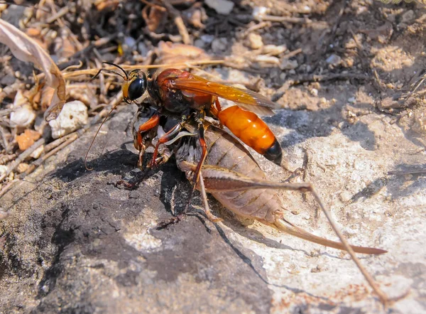 Great Golden Digger Sphex Ichneumoneus Wasp Paralyzes Grasshopper Drags Hole — Stock Photo, Image
