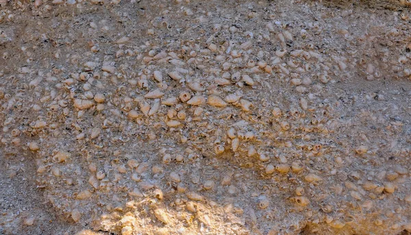 Altération Destruction Des Coquilles Des Mollusques Éteints Dans Crimée — Photo