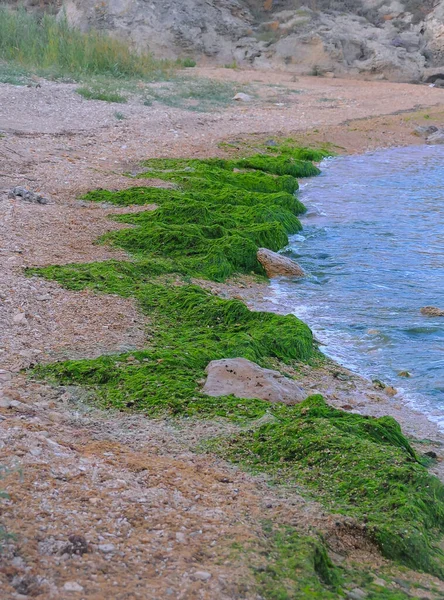 폭풍으로 반도에 해조류 Enteromorpha Ulva 조류들 Kazantip Black Sea 방출된다 — 스톡 사진