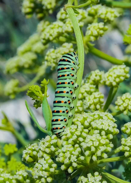 Papilio Machaon Gąsienica Motyla Jaskółka Siedzi Roślinie Wschodni Krym — Zdjęcie stockowe